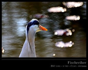 Reiher 03.jpg