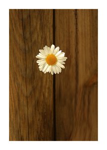 Margarithe vor Holztür 500 kbMagarithe vor Holztür postkartengeeignet.jpg