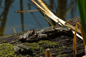 Spielverderber (Kopie).JPG