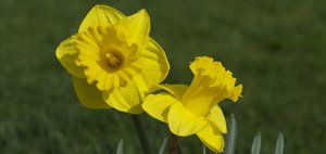 Osterglocken Kopie.jpg