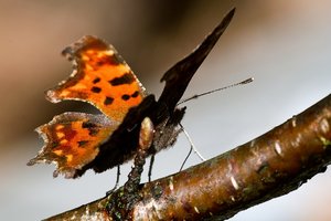 C-Falter-Seitenansicht (Kopie).JPG C-Falter-Seitenansicht (Kopie).JPG