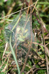 20110729-Spinne-VR2_2932.jpg 20110729-Spinne-VR2_2932.jpg