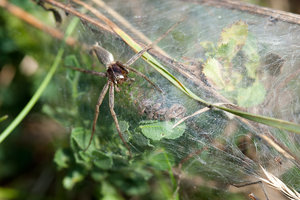 20110729-Spinne-VR2_2933.jpg 20110729-Spinne-VR2_2933.jpg