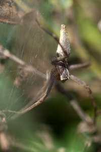 20110729-Spinne-VR2_2937.jpg 20110729-Spinne-VR2_2937.jpg