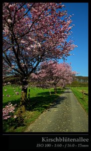 Kirschblütenallee 03.jpg