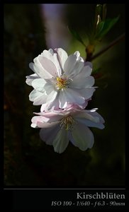 Kirschblüten 02.jpg