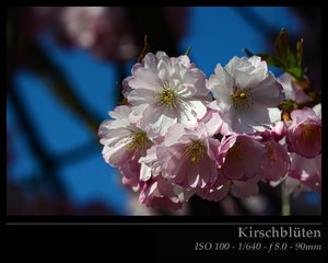Kirschblüten 04.jpg