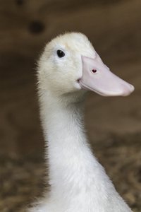 Donald (2)-350kb.jpg