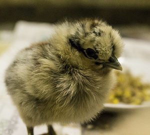 Küken (3)-350kb.jpg