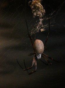 Reptilien etc (3)-350kb.jpg