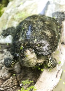 Schildkröten (2)-350kb.jpg
