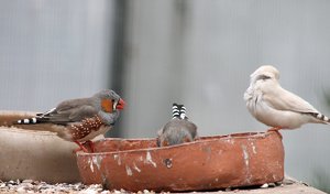 Vögel (2)-350kb.jpg