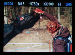 Pferd_Hand_1.JPG Pferd_Hand_1.JPG