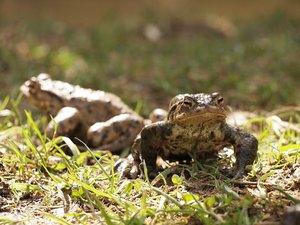 Ebersberger Forst 075b.jpg