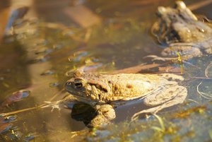 Ebersberger Forst 134b.jpg