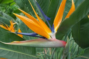 Paradiesvogelblume 03.04.12 Forum.JPG