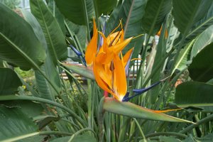 Paradiesvogelblume 2 03.04.12.JPG