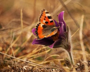 b2012-04-04 eitting 177.jpg b2012-04-04 eitting 177.jpg