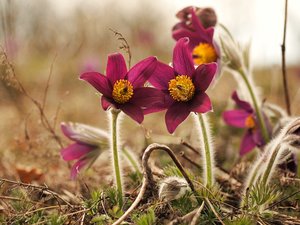 b2012-04-04 eitting 149.jpg