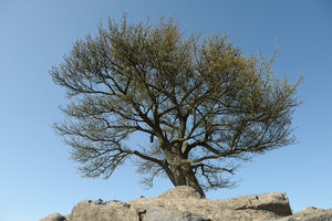 Baum_DSC2748.jpg
