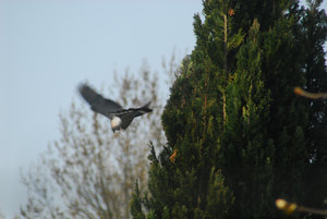 3SC_0062.JPG 3SC_0062.JPG