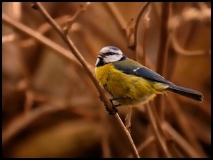 Meise und Taube auf Knospe 500 kbsingende Meise.jpg