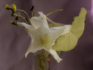 convolvulus_arvensis_1030453 as Smart Object-1.jpg