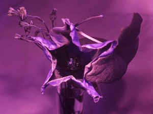 _1030452 as Smart Object-1.jpg