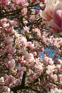 Magnolienbaum 06.04.12.JPG