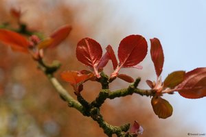Rötliche Blätter 06.04.12.JPG