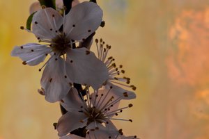 Pflaume 3 (Kopie).JPG