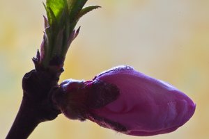 Pfirsichblüte (Kopie).JPG