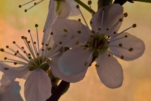 Pflaumenblüte (Kopie).JPG