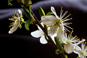 Pflaumenbüten (Kopie).JPG