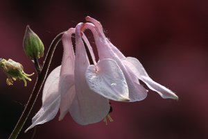 comp_Aquilegia_4033 Kopie.jpg