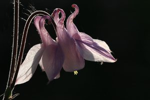 comp_Aquilegia_4036 (Kopie).jpg