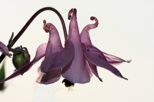 comp_Aquilegia_4043 Kopie.jpg