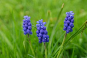 Blaue Blüte 07.04.12.JPG