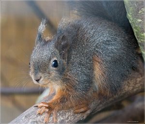 _Eichhörnchen.jpg