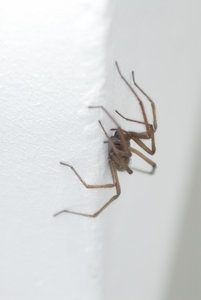 Spinne1.JPG Spinne1.JPG