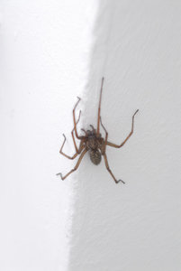 Spinne2.JPG Spinne2.JPG