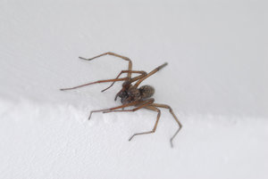 Spinne3.JPG Spinne3.JPG