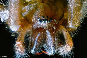Hauswinkelspinne_2011-08-23-23.58.16 ZS PMax_filtered.jpg Hauswinkelspinne_2011-08-23-23.58.16 ZS PMax_filtered.jpg