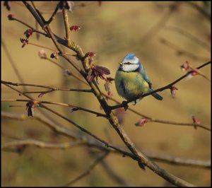 beste Meisen kopfüber 500 kbbeste Meise kopfüber 1.jpg