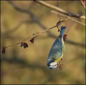 beste Meisen kopfüber 500 kbbeste Meisen kopfüber.jpg