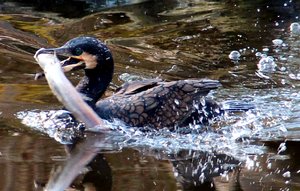 IMG_0006.JPG IMG_0006.JPG