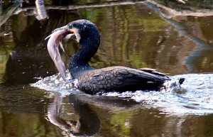 IMG_0008.JPG IMG_0008.JPG