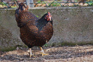 009_ji Neues Huhn 2.jpg