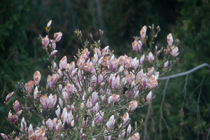 20120410-500mmTest-VR2_1508.jpg 20120410-500mmTest-VR2_1508.jpg