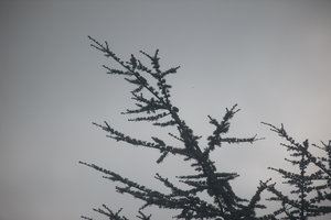 20120410-500mmTest-VR2_1510.jpg 20120410-500mmTest-VR2_1510.jpg